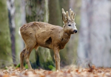Koziołek