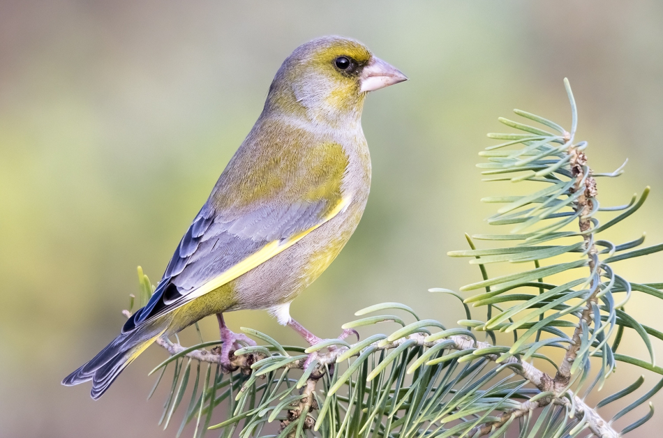 roman53 - . . Zdjęcie 293276