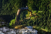 Sokolica