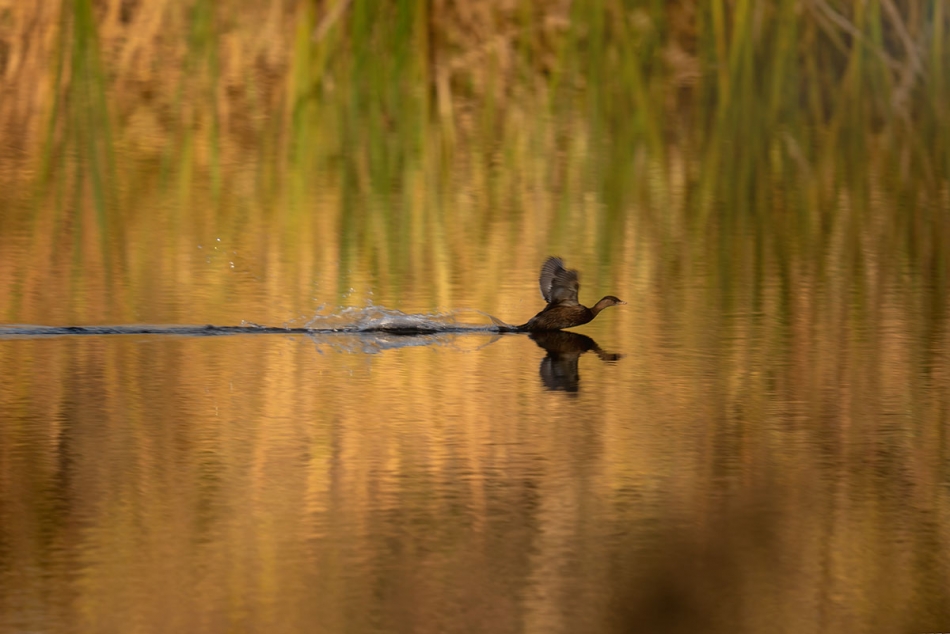 arkadiusz_fotografia - Perkozek. . Zdjęcie 336990