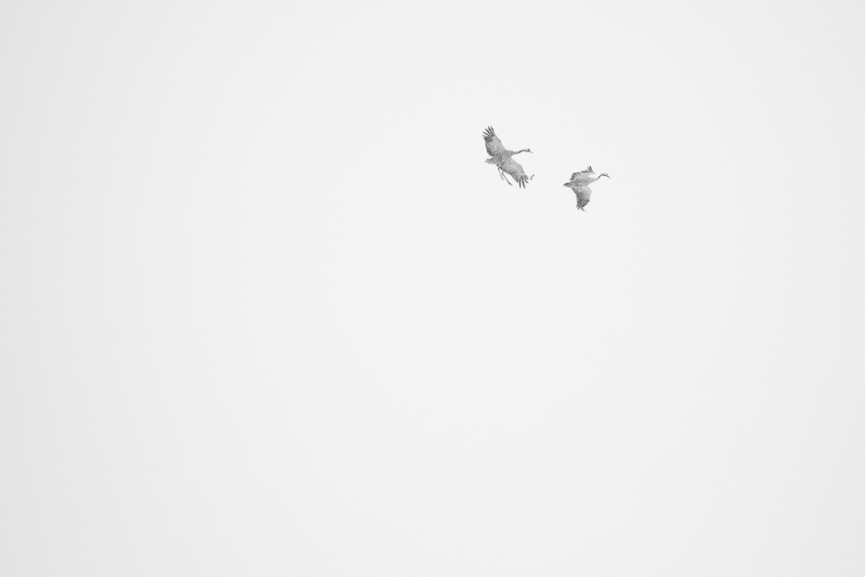 mateuszmm - Więcej nic. Zdjęcie wykonane 01.04.2013. To był bardzo trudny czas dla wszystkich ptaków, które wróciły do nas z zimowisk.. Zdjęcie 177685