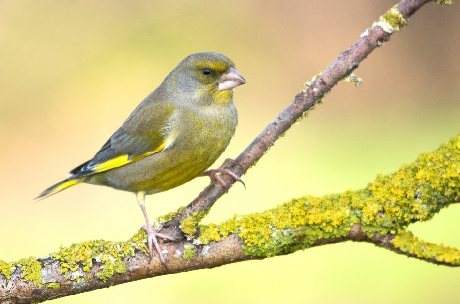 roman53 - . . Zdjęcie 297485