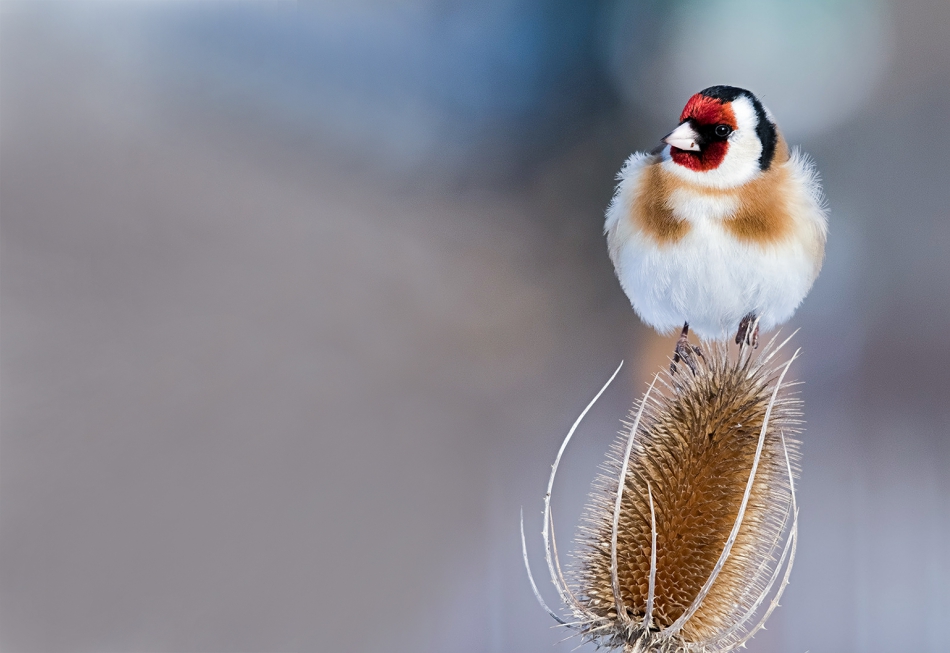 roman53 - . . Zdjęcie 294473