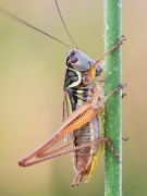 Metrioptera roeselii