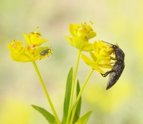 Słonik (Curculio) i Nie...