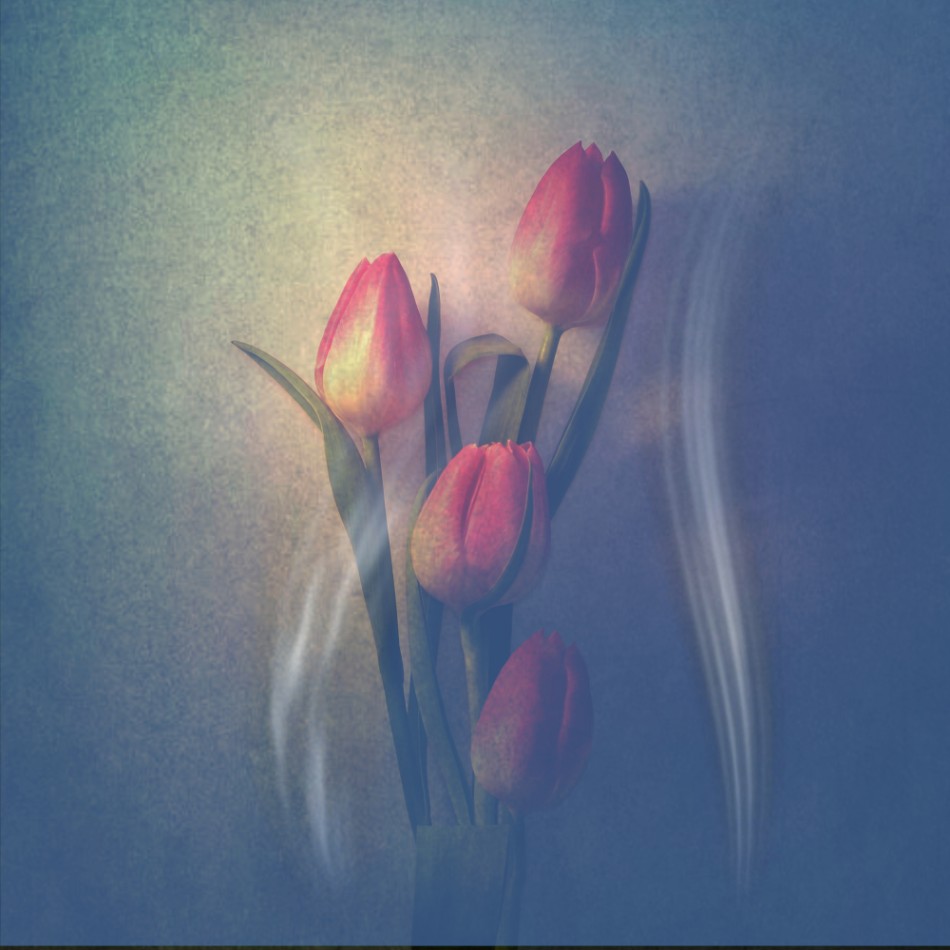 Przebudzanie tulipanów. . Zdjęcie 339762