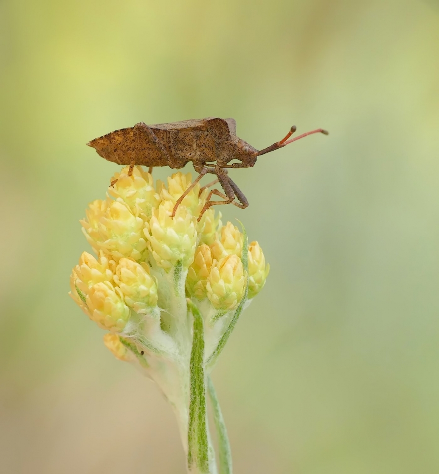 keni - Wtyk straszyk (Coreus marginatus). PE. Zdjęcie 336030