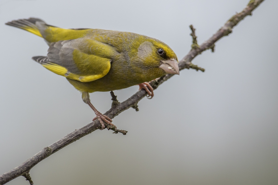 aratta - Chloris chloris.. . Zdjęcie 194475