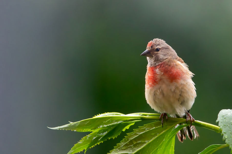 roman53 - Makolągwa. . Zdjęcie 325609