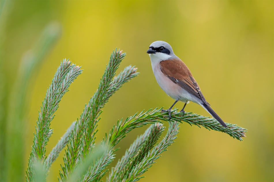 fotodam - W sosenkach. Gąsiorek (Lanius collurio) Red-backed Shrike . Zdjęcie 333102