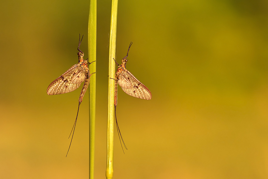 dzafoto - Jętaszki. . Zdjęcie 142590