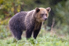 Rainy bear