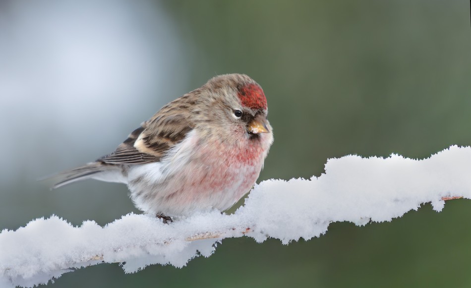 czeczotka. . Zdjęcie 339668