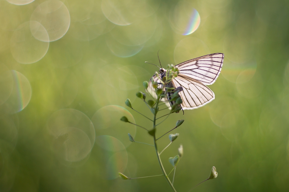 agnez - . PE. Zdjęcie 238214