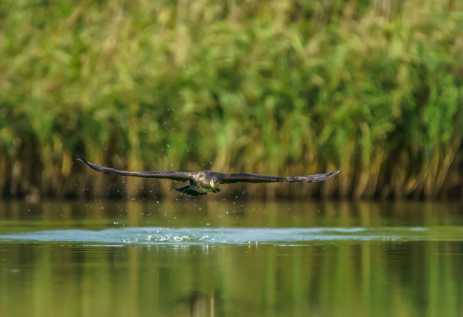 amigamedia - Pogromca ryb. Kormoran (Phalacrocorax carbo). Zdjęcie 275189