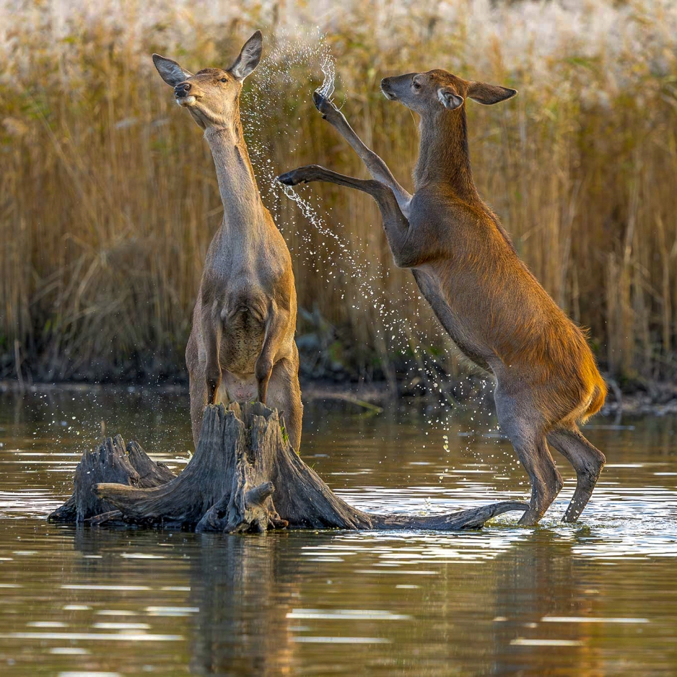 Gorąca krew. . Zdjęcie 336696