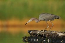 Czapla śniada (Egretta ...