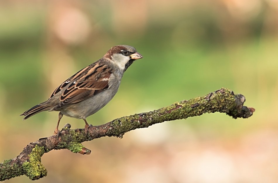 roman53 - . . Zdjęcie 304397