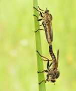 Machimus atricapillus
