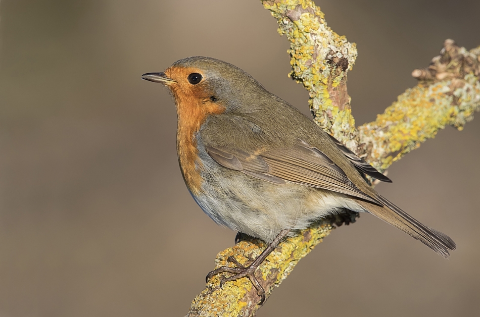 roman53 - Rudzik. . Zdjęcie 322721