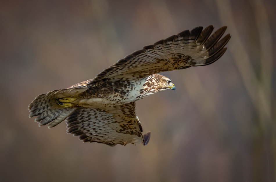 marcinmm - Myszołów zwyczajny ( Buteo buteo ). . Zdjęcie 313600