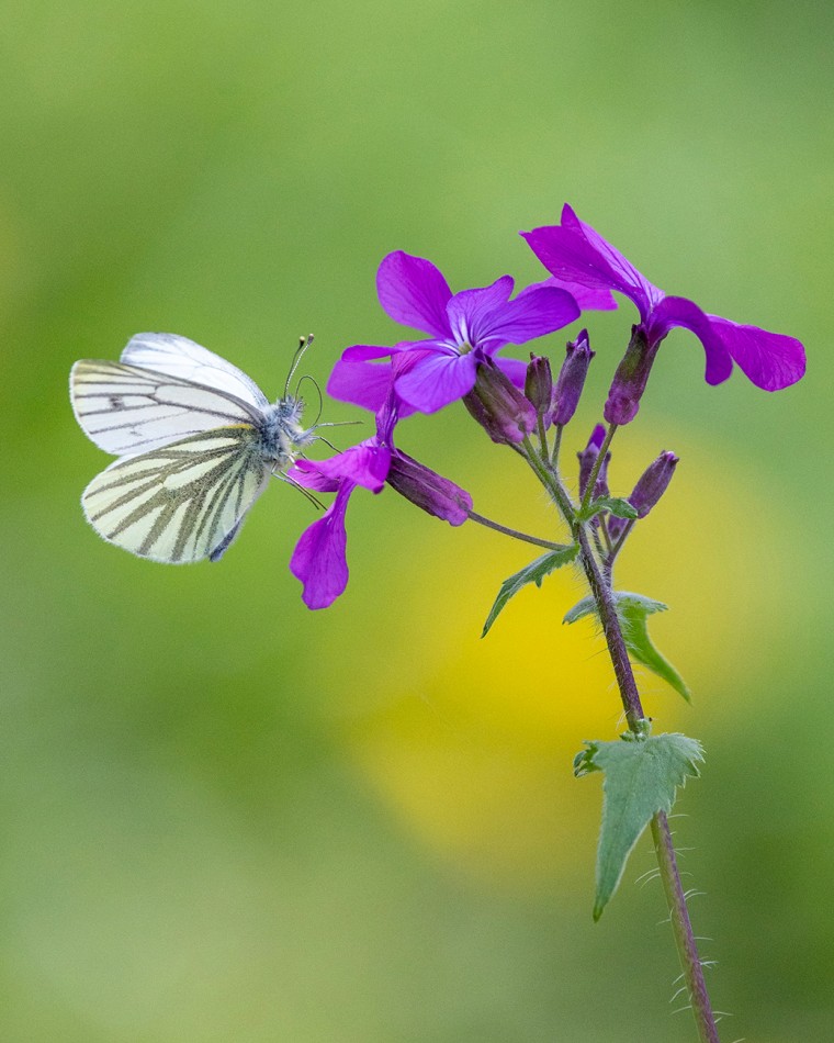 Motyl na fioletowych kwiatach.           . Zdjęcie 339127