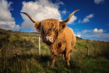 Highland Cattle