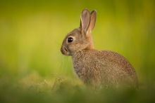 Bunny