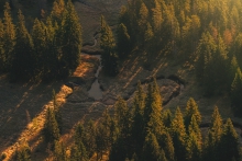 The  Serpent