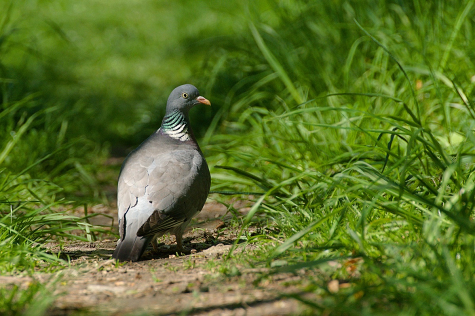 Kawecki.foto-przyroda - . . Zdjęcie 316232