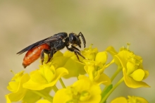 Nęczyn (Sphecodes sp.)