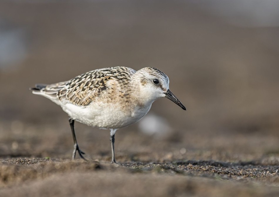 Piaskowiec. . Zdjęcie 339387