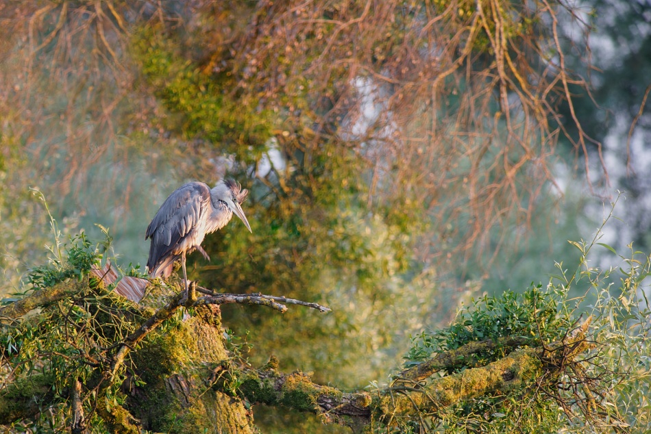 Punks not dead. . Zdjęcie 329457
