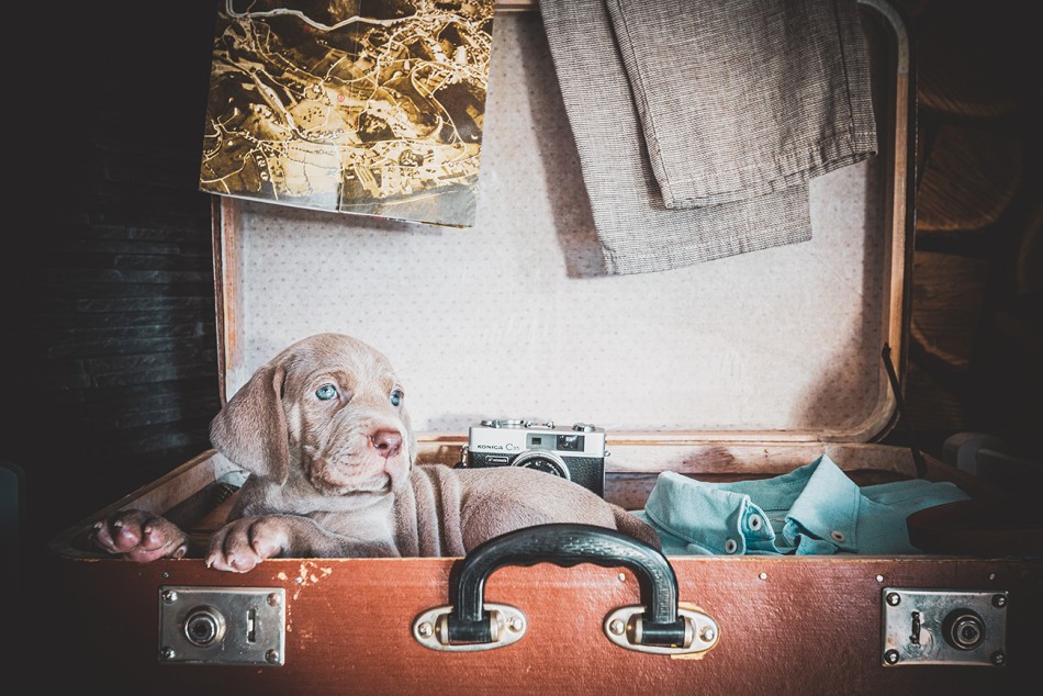 Słodki szczeniak w walizce . Wyżeł weimarski. Zdjęcie 338680