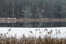 Przedrzeźniacze