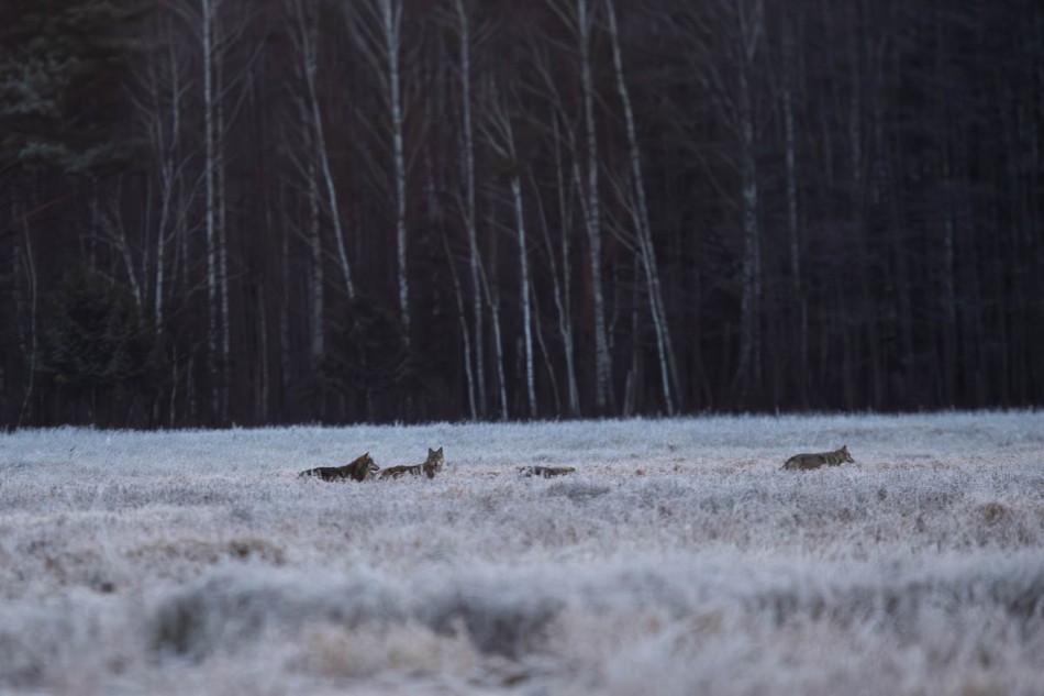 Wilki . . Zdjęcie 337595