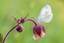 Leptidea sinapis