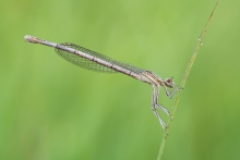 Platycnemis pennipes