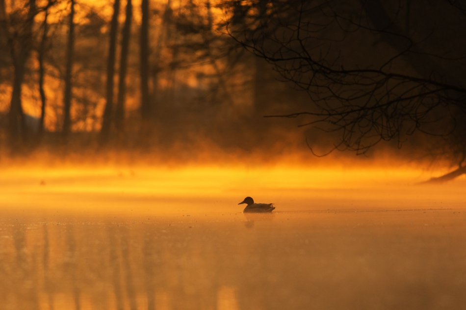 radson_foto - Kaczka w świetle wschodzącego słońca.. . Zdjęcie 301747