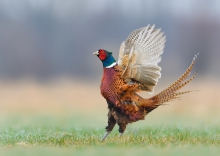 Bażant, Common Pheasant...