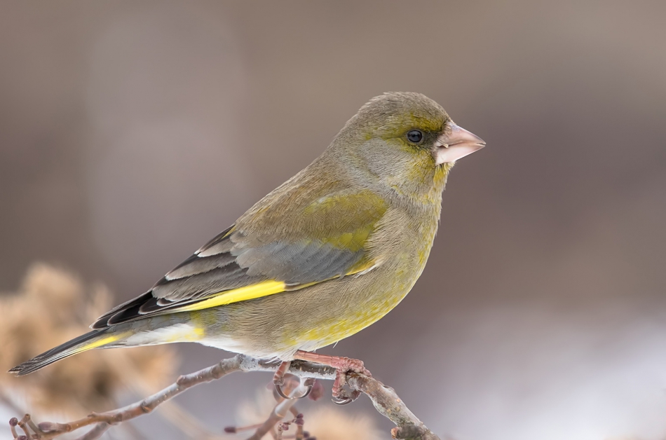 roman53 - Dzwoniec. . Zdjęcie 311480