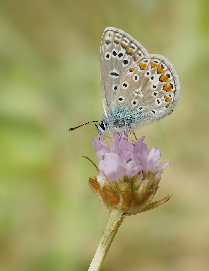keni - Modraszek ikar (Polyommatus icarus). . Zdjęcie 316693