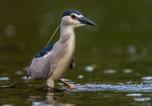 Ślepowron  
