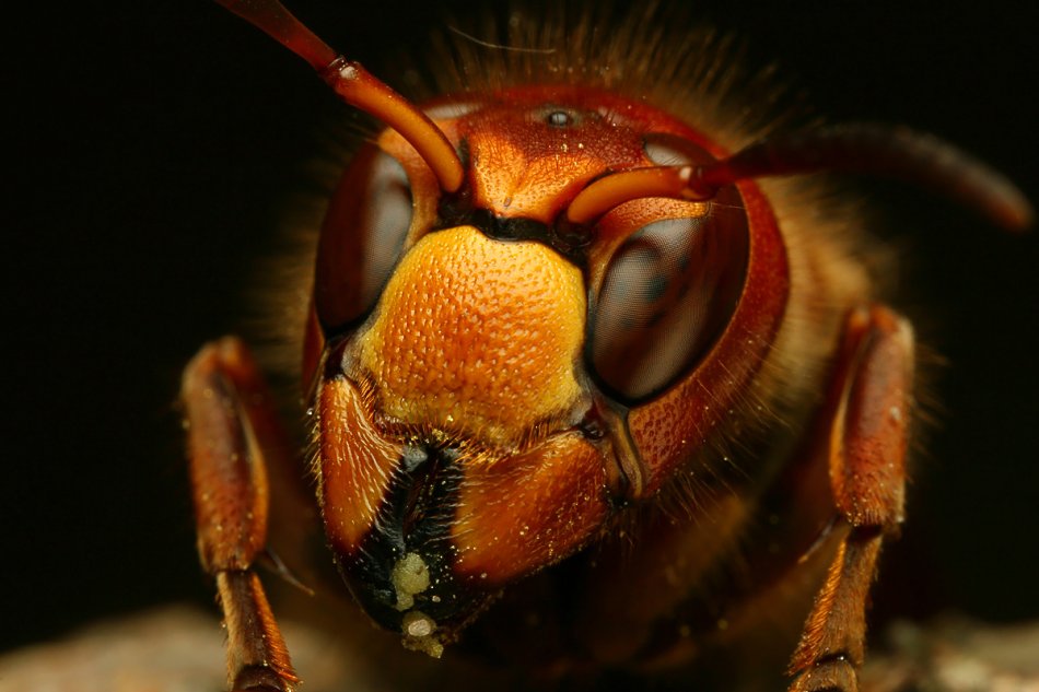 czapelx - przygląda się. na PE chyba lepiej. Zdjęcie 39611