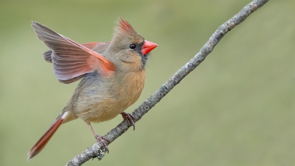 fotosc - . Northern Cardinal. female. Zdjęcie 313638