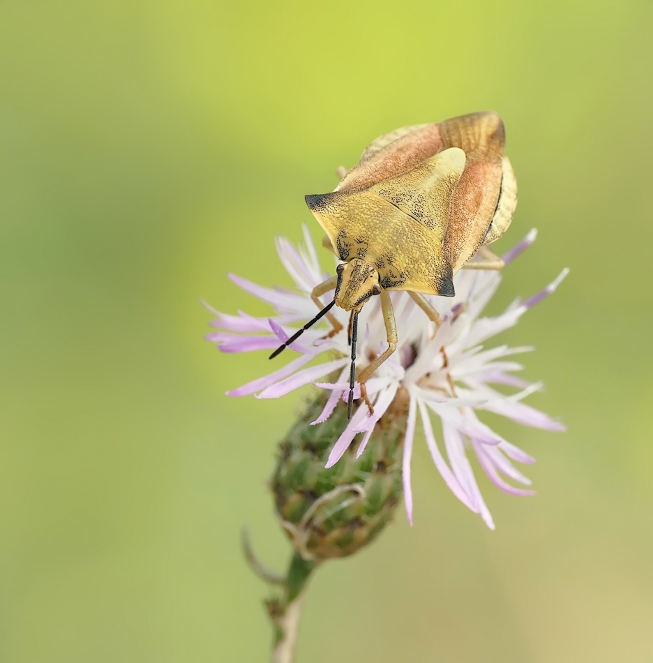 keni - Borczyniec owocowy (Carpocoris fuscispinus). . Zdjęcie 313714