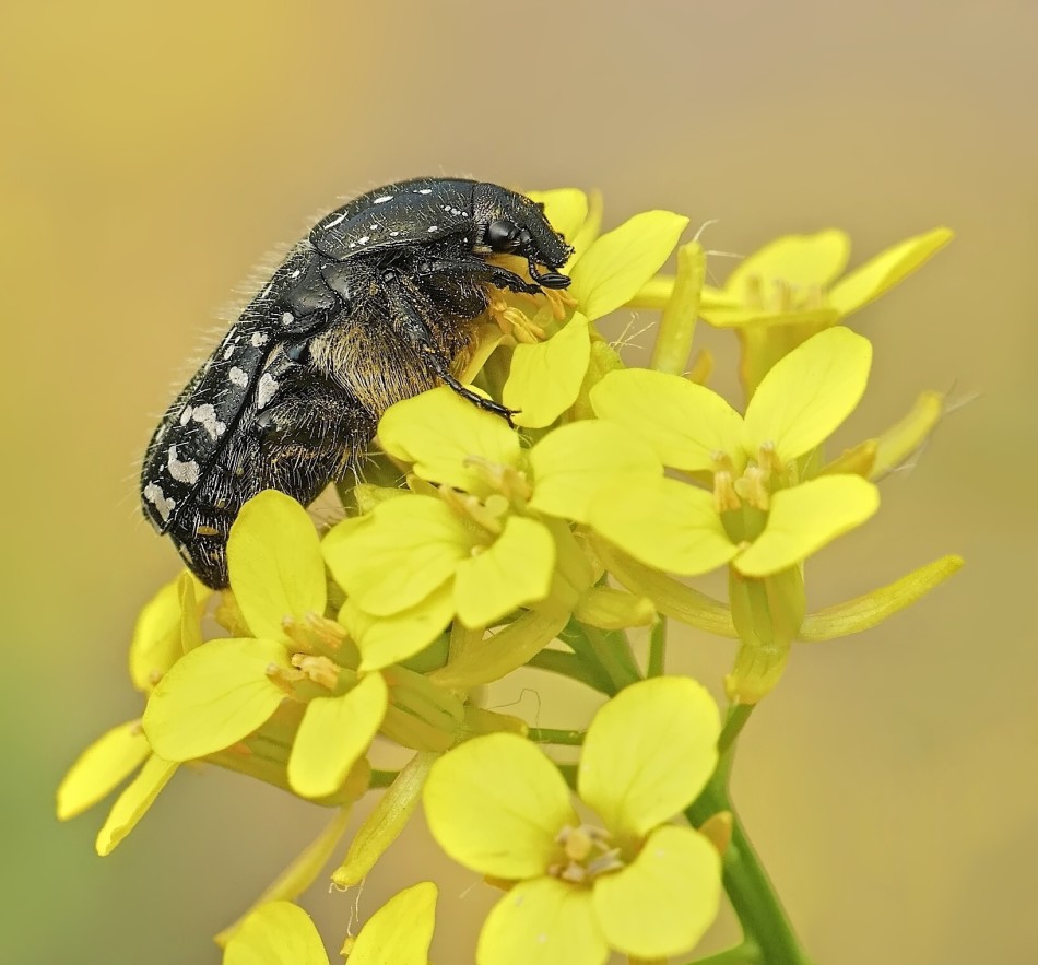 Owady na żółtych kwiatach – Makrofotografia. . Zdjęcie 339410