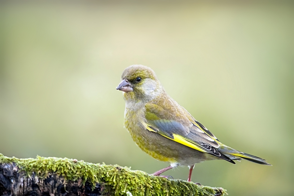 roman53 - . . Zdjęcie 295417