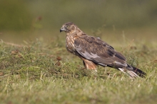 Błotniak stawowy 