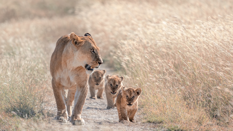 Lilen - Pośród traw Serengeti. Trójka paromiesięcznych kociąt przemierza pod opieką matki równiny Serengeti, porośnięte wysoką i suchą w lipcu trawą. Pod troskliwą opieką lwicy pozostaną nawet do ukończenia drugiego roku życia.. Zdjęcie 320884